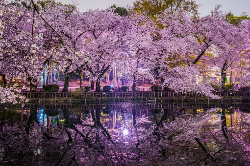 井の頭恩賜公園の桜２０１９ 夜桜ライトアップ 穴場見物スポットは The New Topics